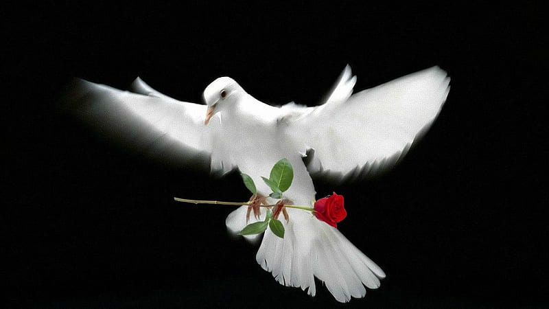 Love and peace, peace, rose, love, bird, flower, dove, HD wallpaper