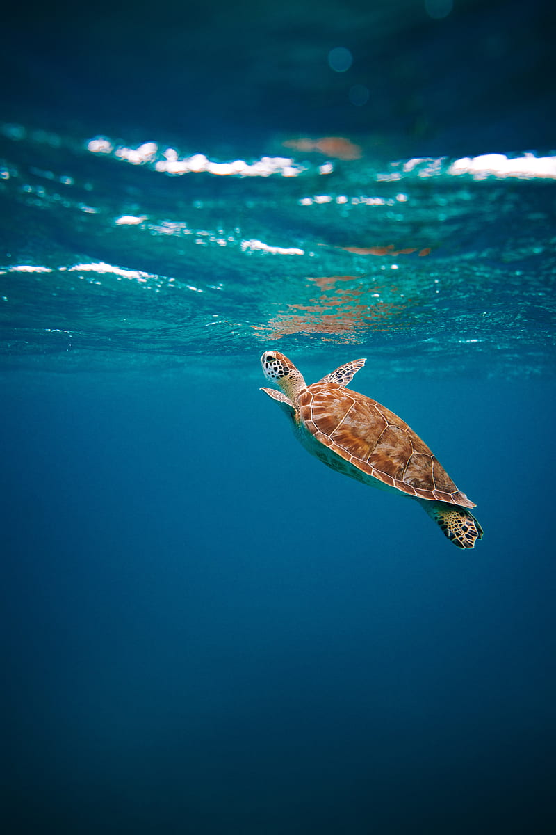 turtle, shell, water, underwater world, HD phone wallpaper
