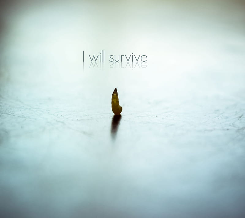 dont lose Hope, hope, nice, s3, s4, survive, HD wallpaper