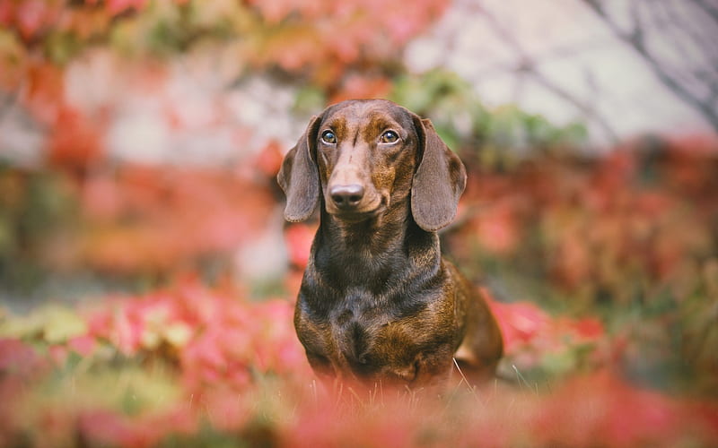 Dachshund, autumn, small dog, hunting dog, brown dachshund, pets, HD wallpaper