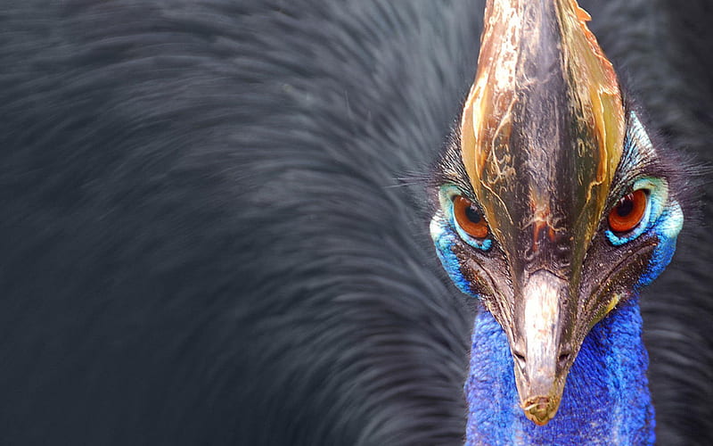 Peacock-animal, HD wallpaper