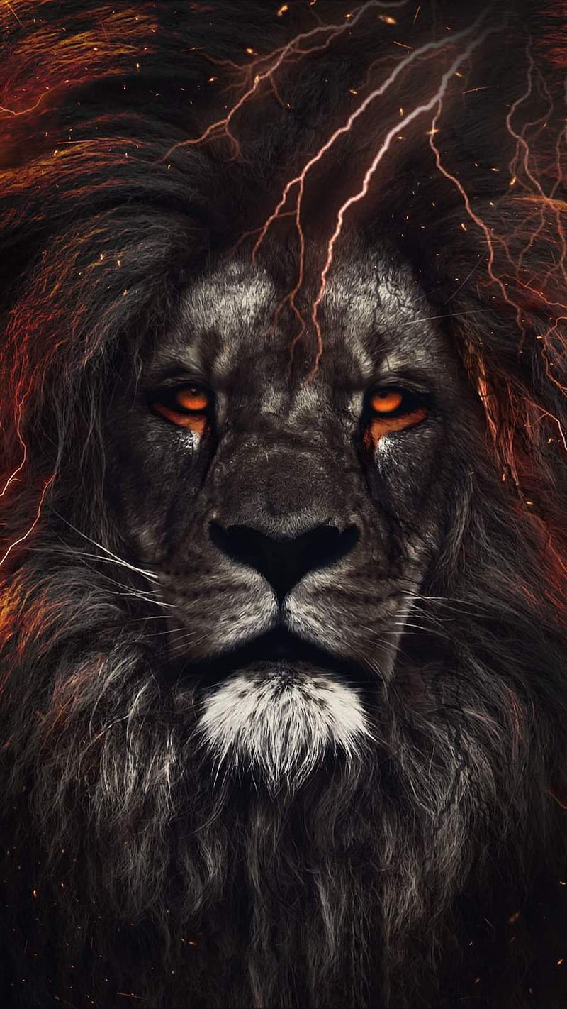 Leo, lion, lions, HD phone wallpaper