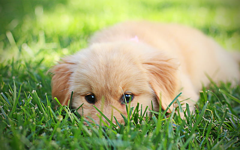 Golden Retriever, cute puppy labrador, dogs, lawn, pets, cute dogs, Golden Retriever Dog, HD wallpaper