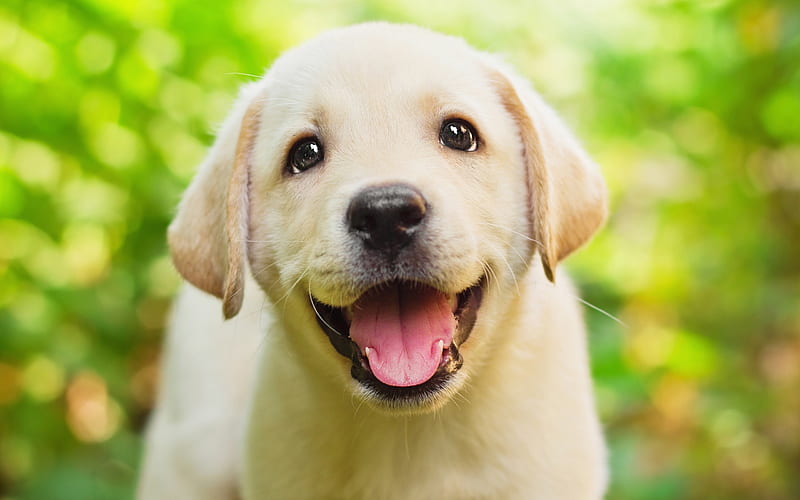 Labrador, close-up, lawn, retriever, small labrador, puppy, pets, summer,  cute animals, HD wallpaper | Peakpx