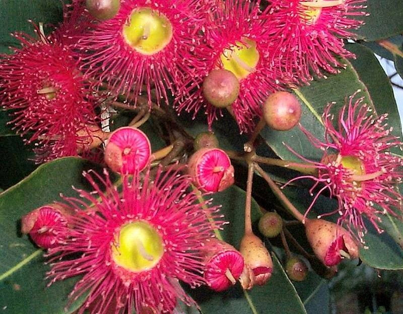 Flowering Gum Tree, australia, native plant, HD wallpaper