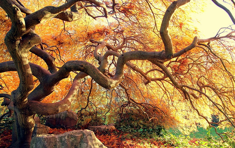 Hermosos árboles de octubre, otoño, otoño, árbol, colores, hermoso, Fondo  de pantalla HD | Peakpx