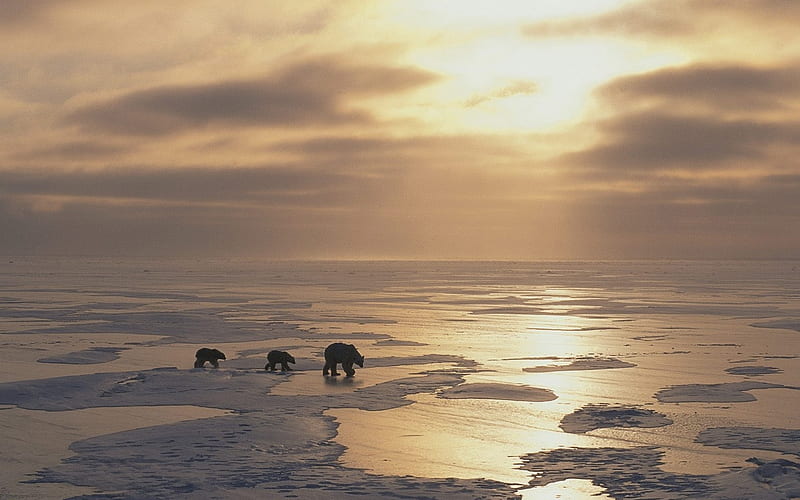 White Bears, ice, polar, bears, sun, HD wallpaper