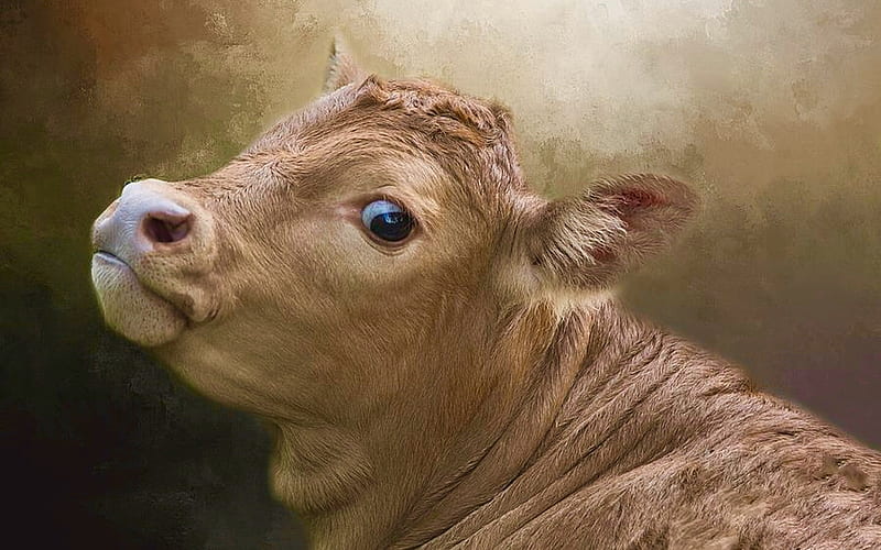 Fantástico retrato de una vaca, marrón, dibujo, ojos, vacas, animal, Fondo  de pantalla HD | Peakpx