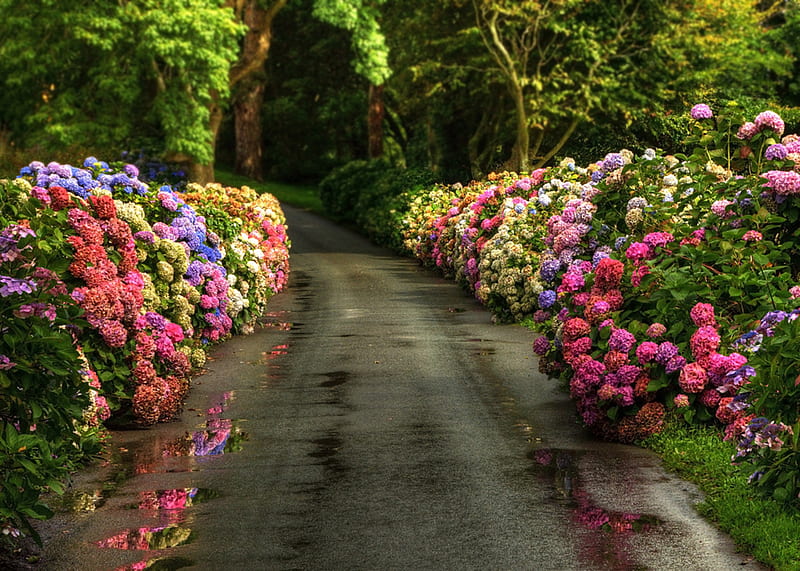 Road-R, pretty, colorful, wet, grass, bonito, shrubs, graphy, nice, calm, path, flowers, beauty, reflection, road, amazing, forest, lovely, colors, park, trees, tree, cool, flower, garden, r, nature, walk, rain, great, HD wallpaper