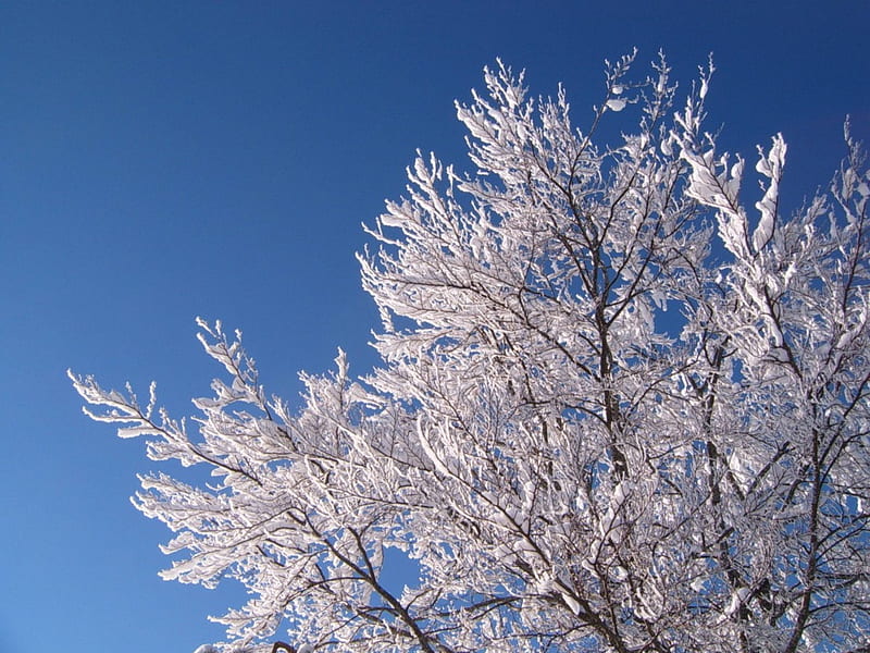 Heavy with snow, snow on branches, tree, blue sky, winter, HD wallpaper