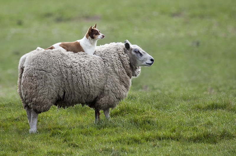 Sheep and dog, sheep, grass, field, dog, HD wallpaper
