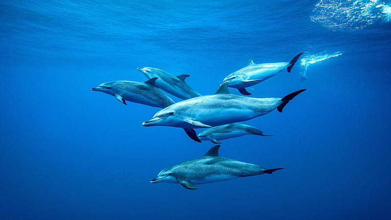 Animal, Dolphin, Sea Life, Underwater, HD wallpaper