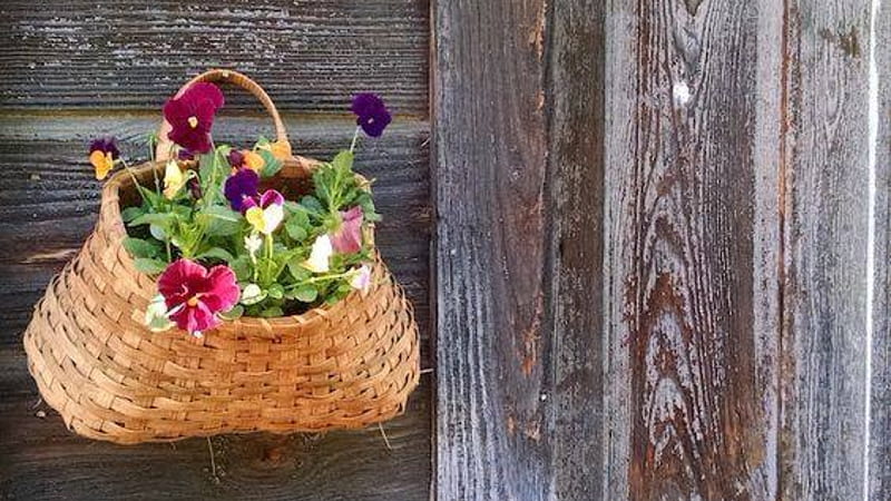 Hanging flower, bag, flower, Basket, door, HD wallpaper