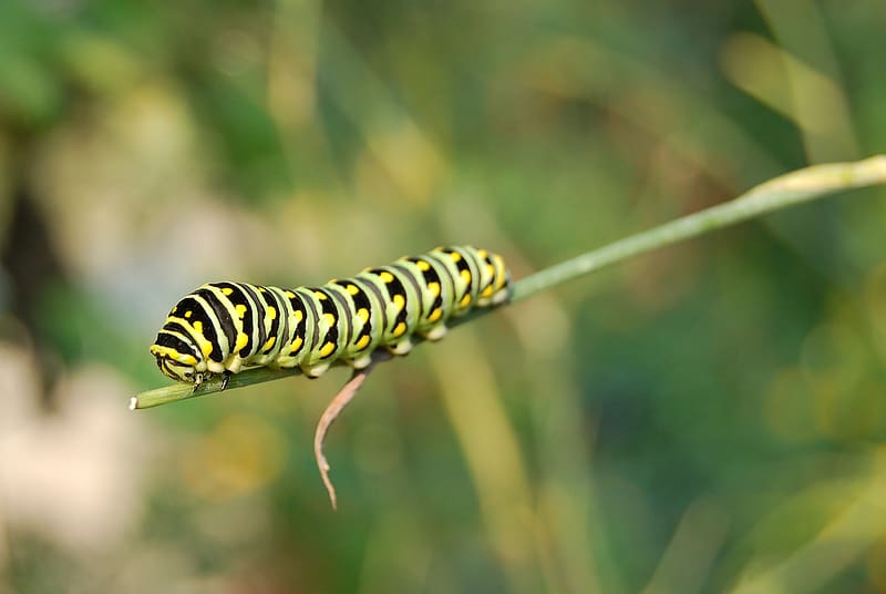Animal, Caterpillar, Black Swallowtail, HD wallpaper