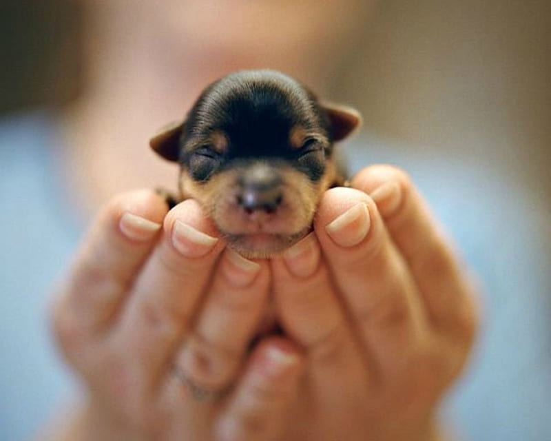 Puppy, caine, woman, baby, animal, sweet, cute, cub, hand, dog, HD wallpaper