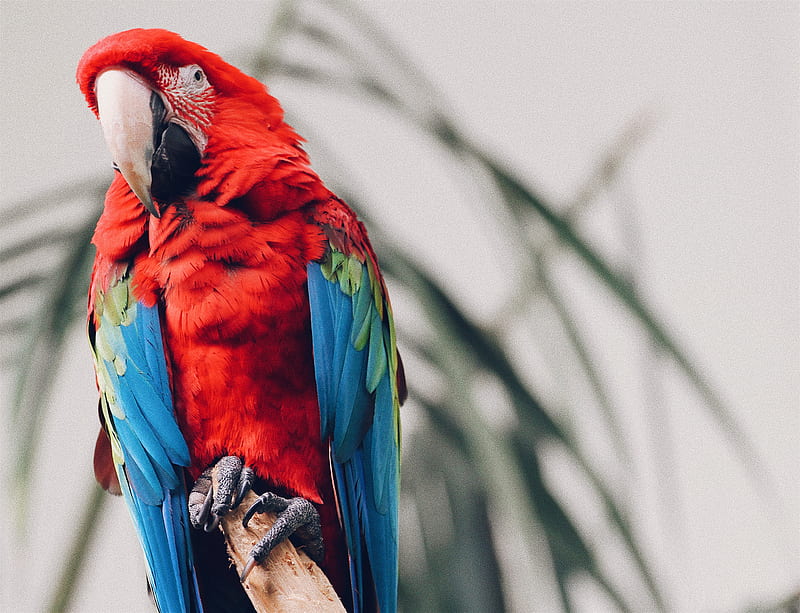 scarlet macaw, HD wallpaper