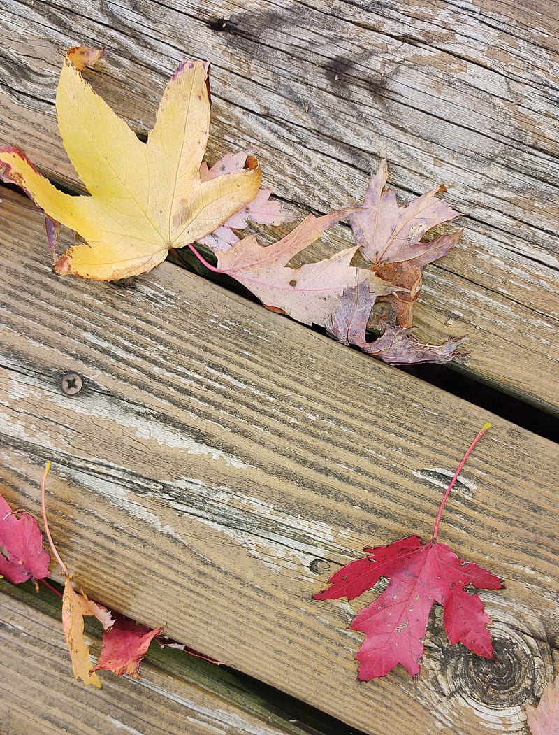Rustic Autumn, barn wood, fall, fall scenes, leaf, leaves, red, scenery, season, wood, HD phone wallpaper