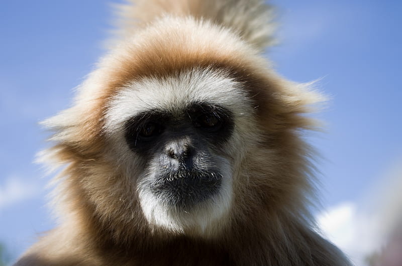 Gibbon, primate, ape, monkey, HD wallpaper