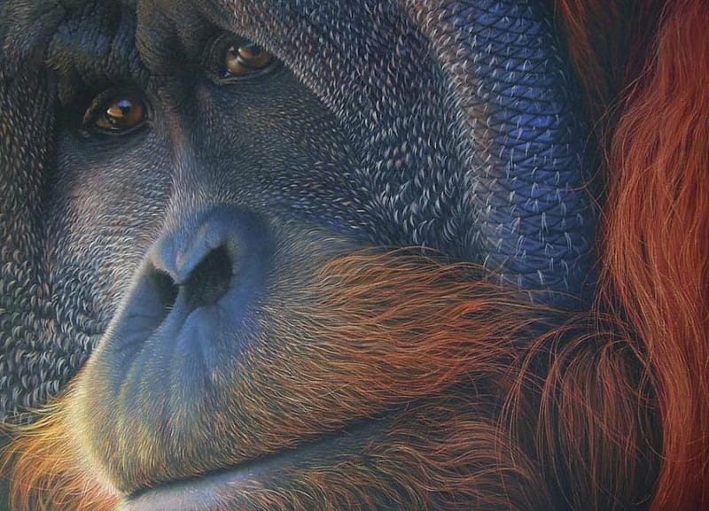Orang Utan, painting, ape, colours, oils, animal, HD wallpaper