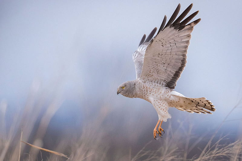 Northern Harrier, New York, Marsh Hawk, Bird of prey, Bird, Shawangunk Grasslands National Wildlife Refuge, Wallkill, HD wallpaper