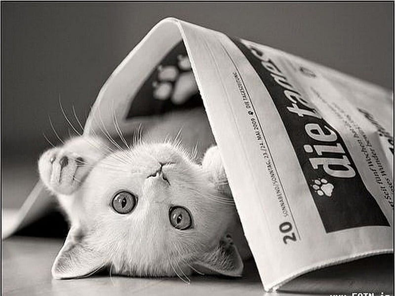 Every single news, news paper, little, lovely, black, bonito, fun, sweet, tiny, funny, kitten, white, cats, animals, HD wallpaper