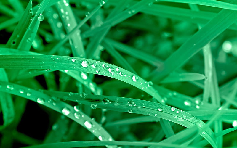 morning dew-Plant macro graphy, HD wallpaper