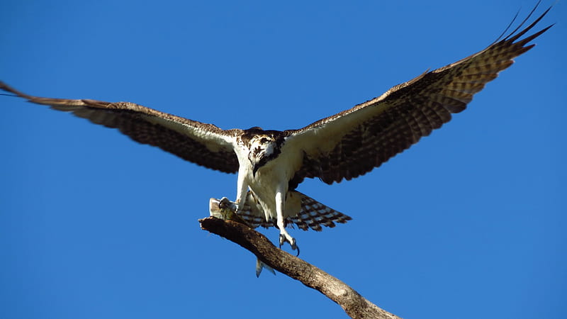 Hawk Bird Predator, hawk, birds, predator, HD wallpaper