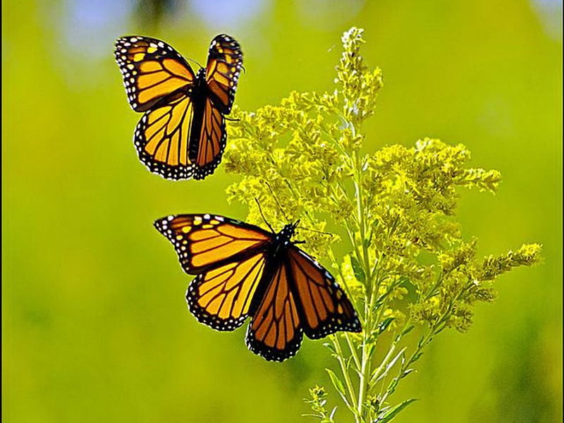Duo, monarchs, two, orange, flowers, black, yellow, butterflies, HD wallpaper