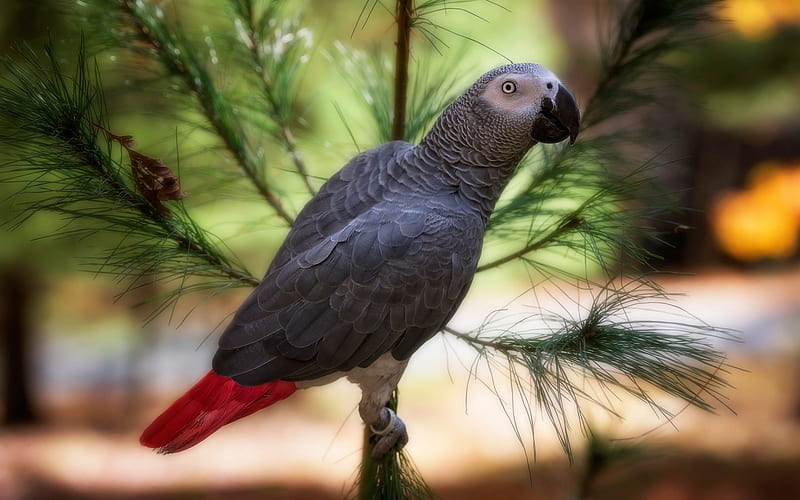 gray parrot, beautiful gray birds, parrots, Africa, African grey parrot, HD wallpaper