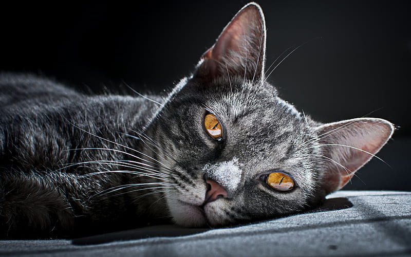 Siberian Cat, close-up, gray cat, pets, cat with yellow eyes, cute animals, cats, HD wallpaper