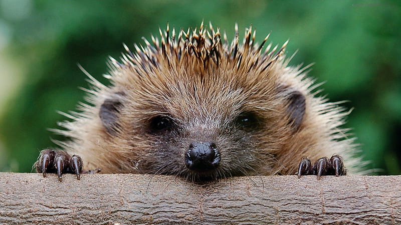Hedgehog 17364, Cute Porcupine, HD wallpaper