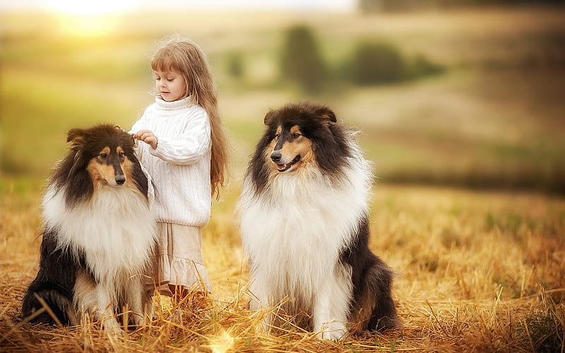 Little girl and Shelties, caine, animal, girl, collie, copil, child, couple, dog, sheltie, HD wallpaper