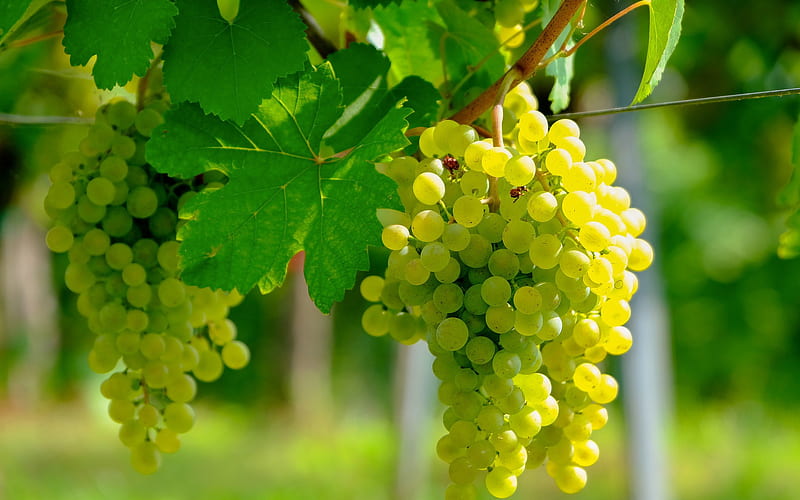white grape, harvest, fruits, vineyard, grapes, evening, sunset, HD wallpaper