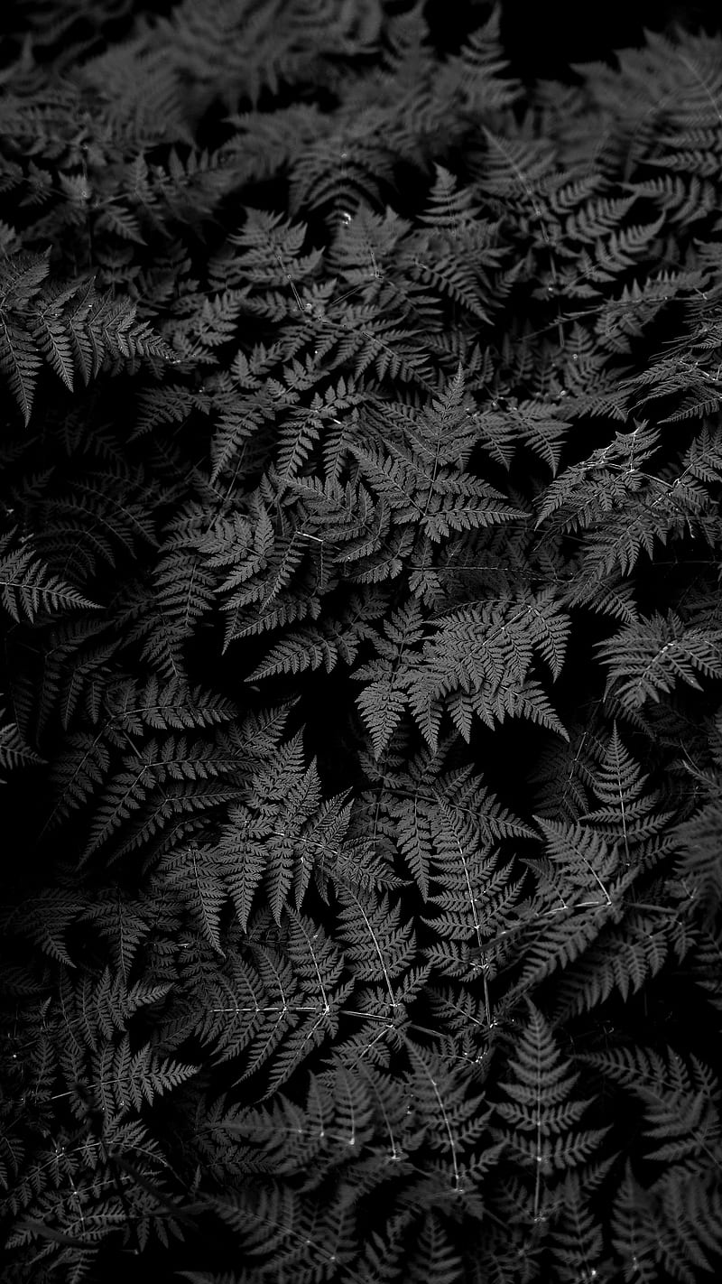 Black bushes, DARK, black, bush, creepy, forest, night, psicodelia, trippy,  HD phone wallpaper | Peakpx