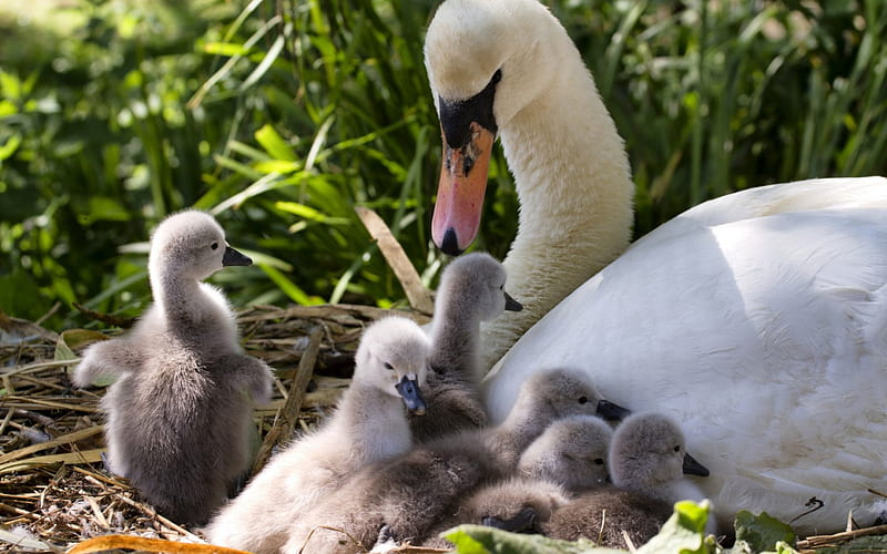 Swan family, family, swan, mother, chiks, baby, cute, green, nest, bird, white, HD wallpaper