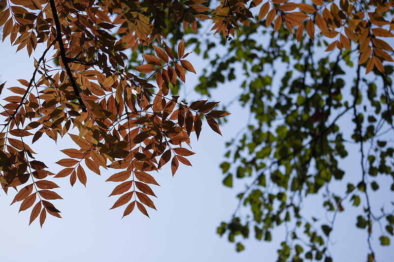 low angle view of tree leaves, HD wallpaper