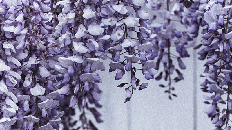 Purple Flower iPhone Wallpapers on WallpaperDog