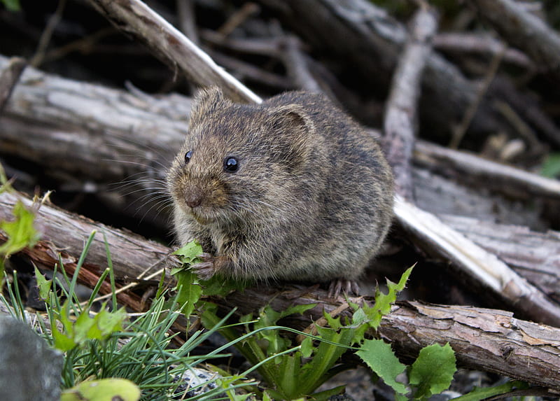 brown rodent eating grass, HD wallpaper