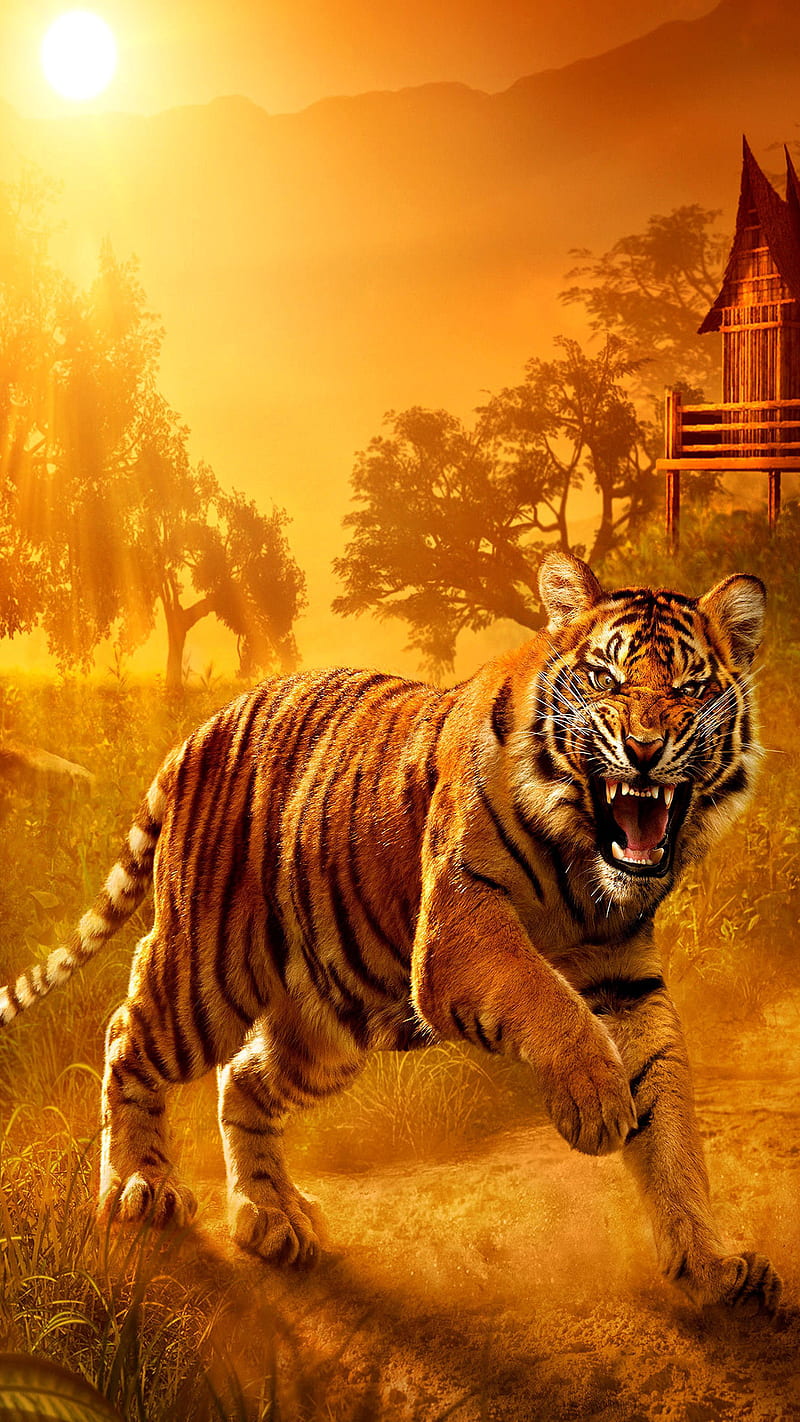 Wild Tiger, wild tiger, animal, roar, anger, HD phone wallpaper | Peakpx