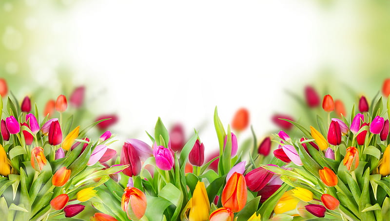Colorful Tulips, tulips, flowers, HD wallpaper