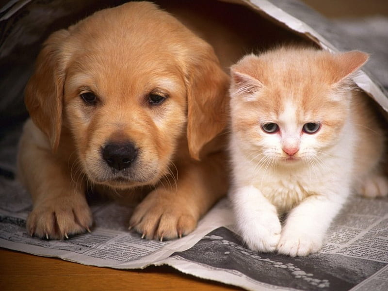 Friendship between puppy and cat, cat, friendship, puppy, HD ...