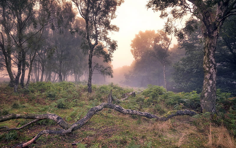 Misty Forest, HD wallpaper