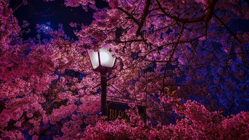 Night, Sakura, , Lamp Post, Blossom, Pink Flower, HD wallpaper