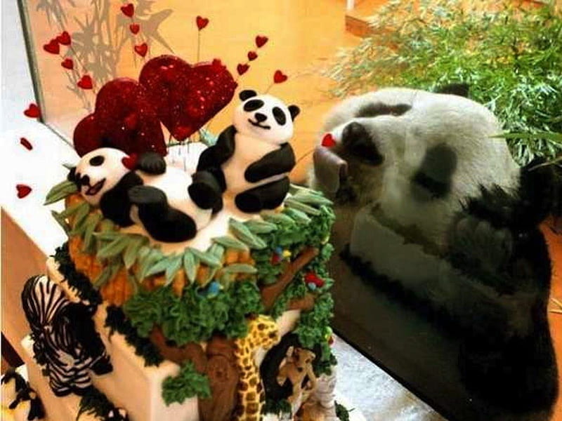 Panda Wants Cake So Bad He Can Almost Taste It!, cake, window, adorable, sweet, panda, cute, beg, taste, try, lick, want, HD wallpaper