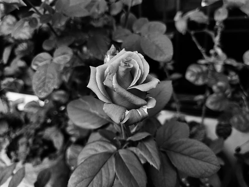 greyscale of rose flower, HD wallpaper