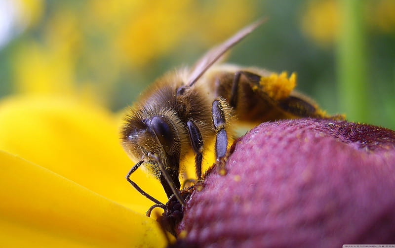 bee on flower, flower, yellow, insect, bee, HD wallpaper