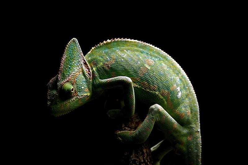 Yemen-chameleon, graphy, green, chameleon, closeup, reptiles, animals, style, HD wallpaper