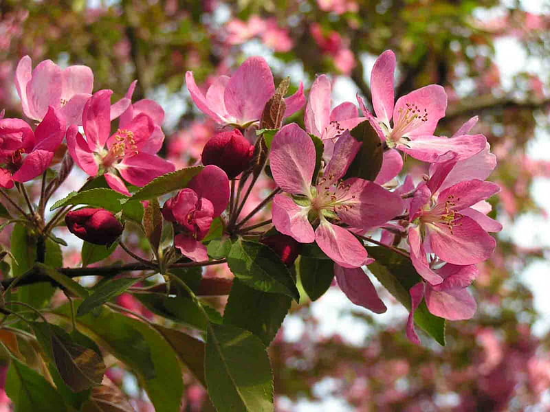 Crab Apple Tree, spring, pink blossoms, HD wallpaper
