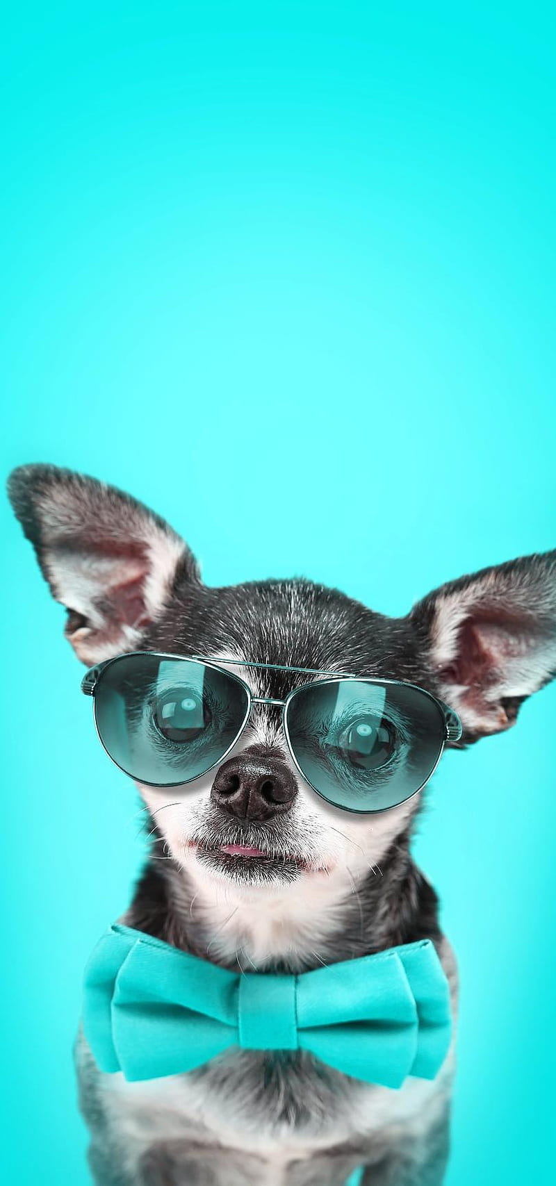 Cool Dude, chihuahua, HD phone wallpaper
