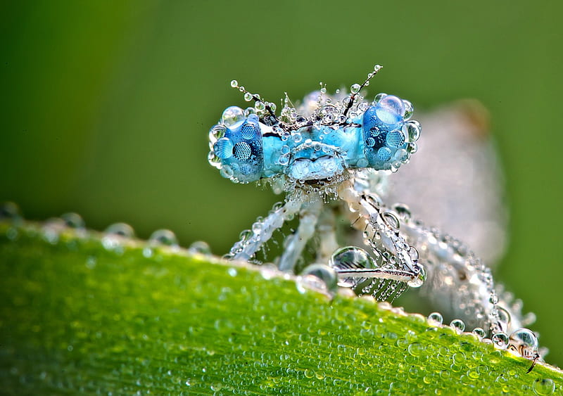 wet dragonfly, dragonfly, wet, baby, blue, HD wallpaper